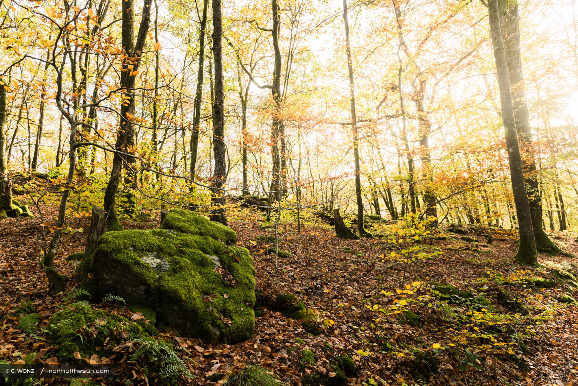 Autumn, Bouillon, Belgium, Orange leaves