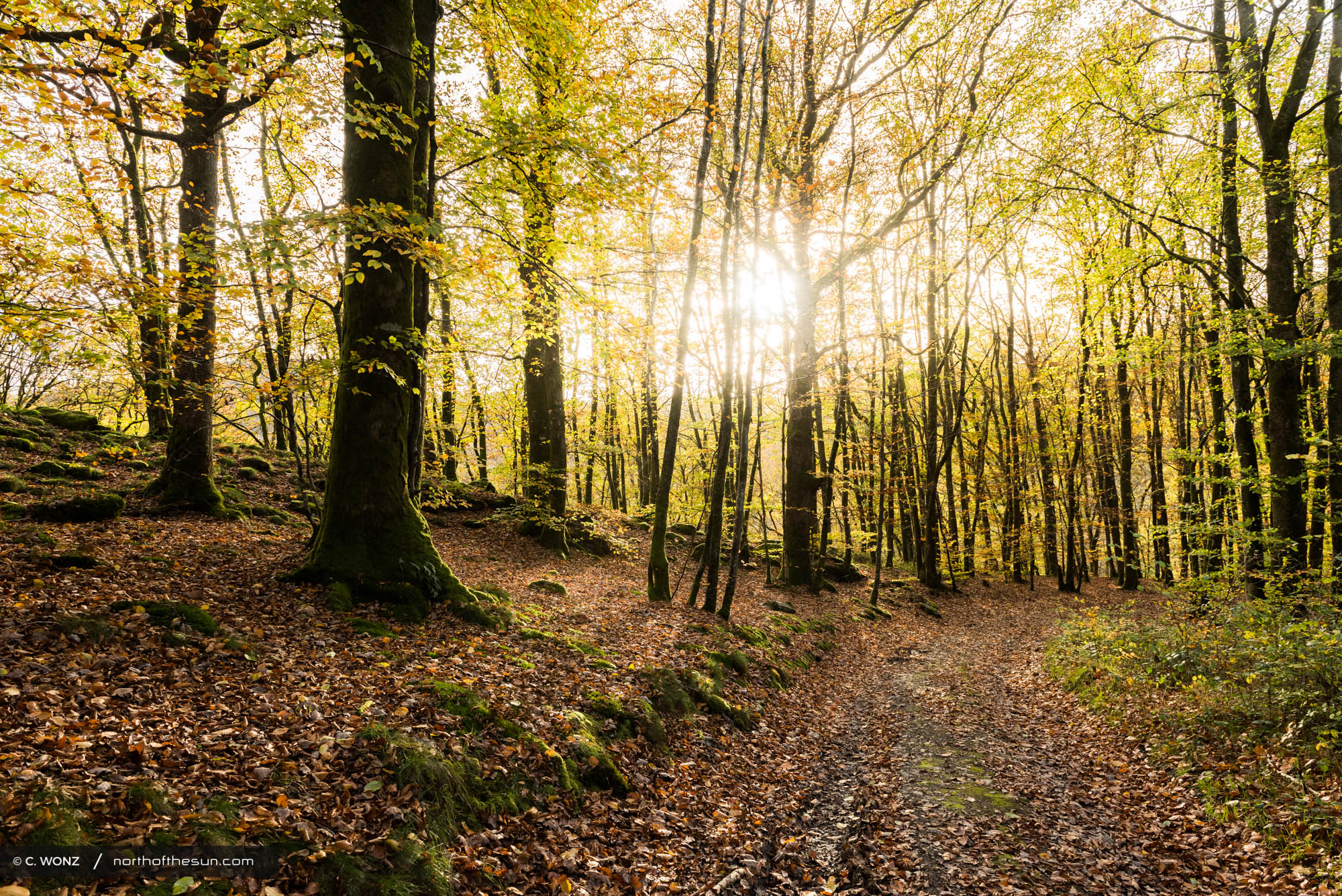 Autumn, Bouillon, Belgium, Orange leaves