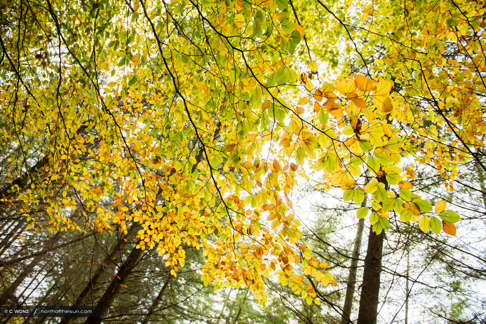 Autumn, Bouillon, Belgium, Orange leaves