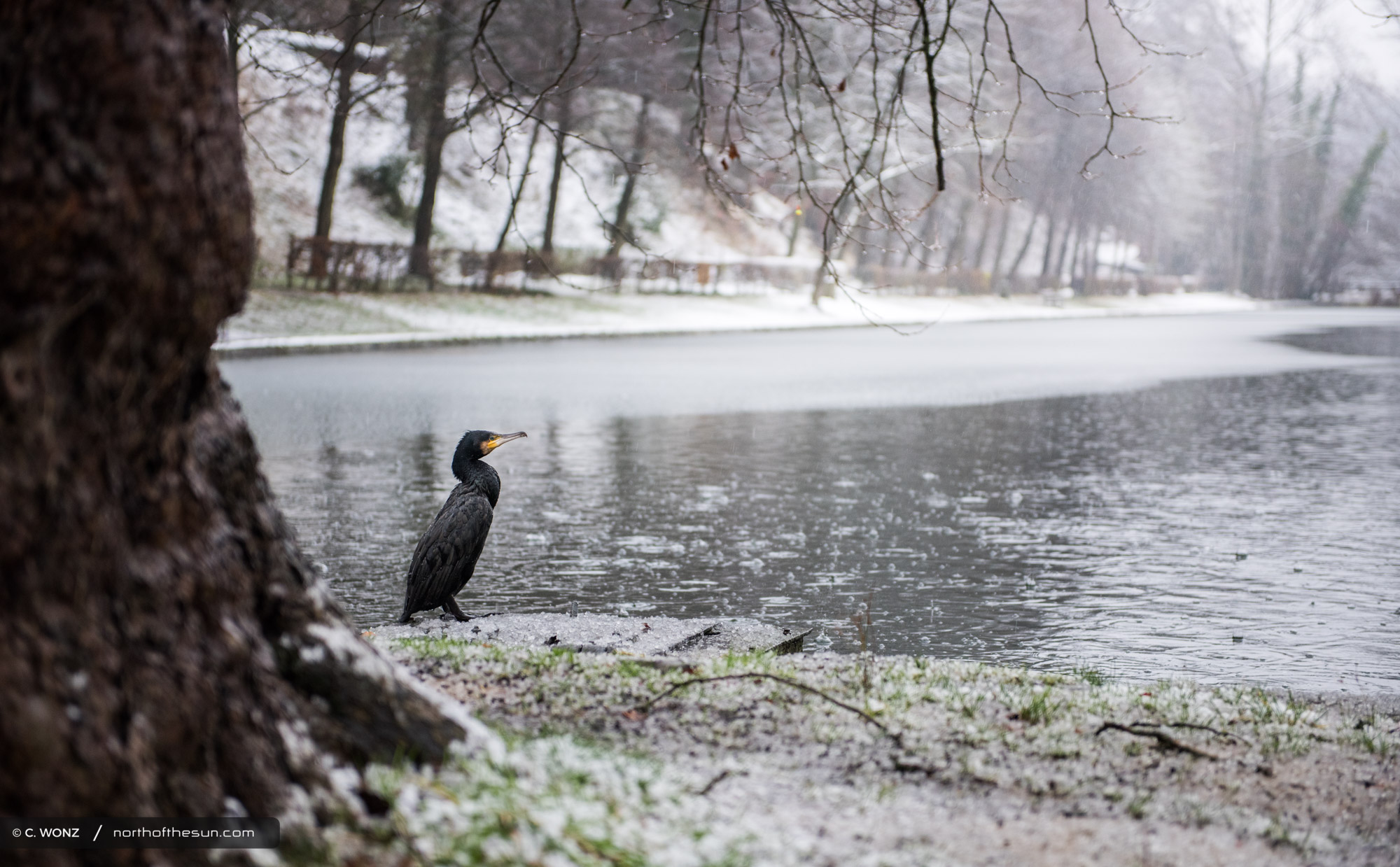 Winter, Brussels, Wood, Forest, Snow, November