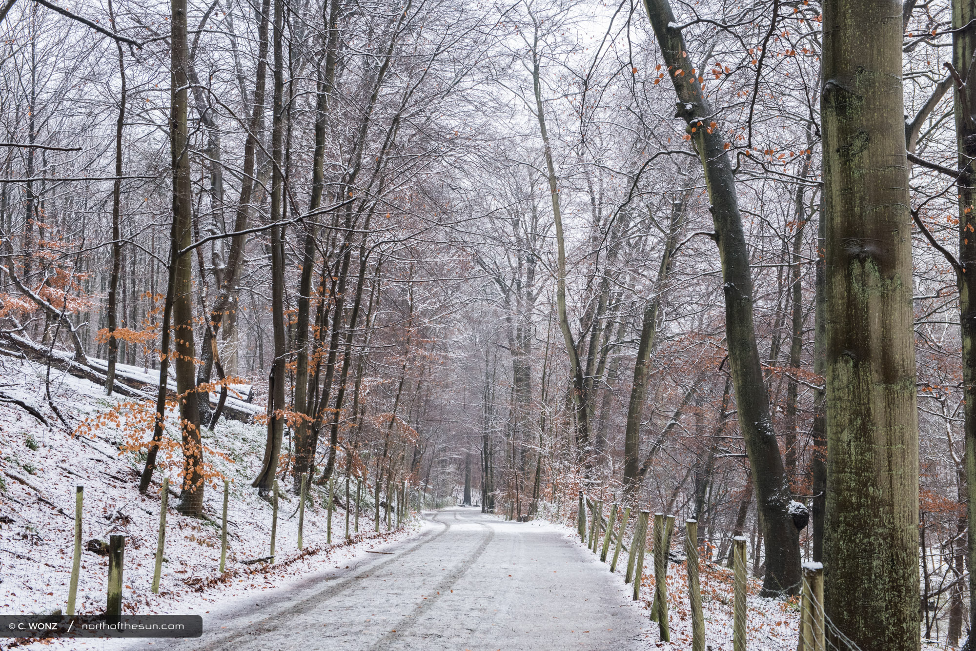 Winter, Brussels, Wood, Forest, Snow, November