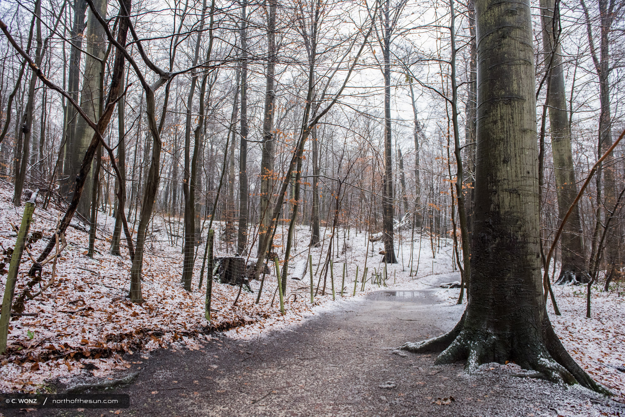 Winter, Brussels, Wood, Forest, Snow, November