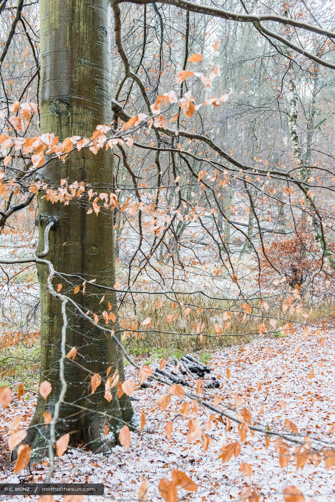 Winter, Brussels, Wood, Forest, Snow, November