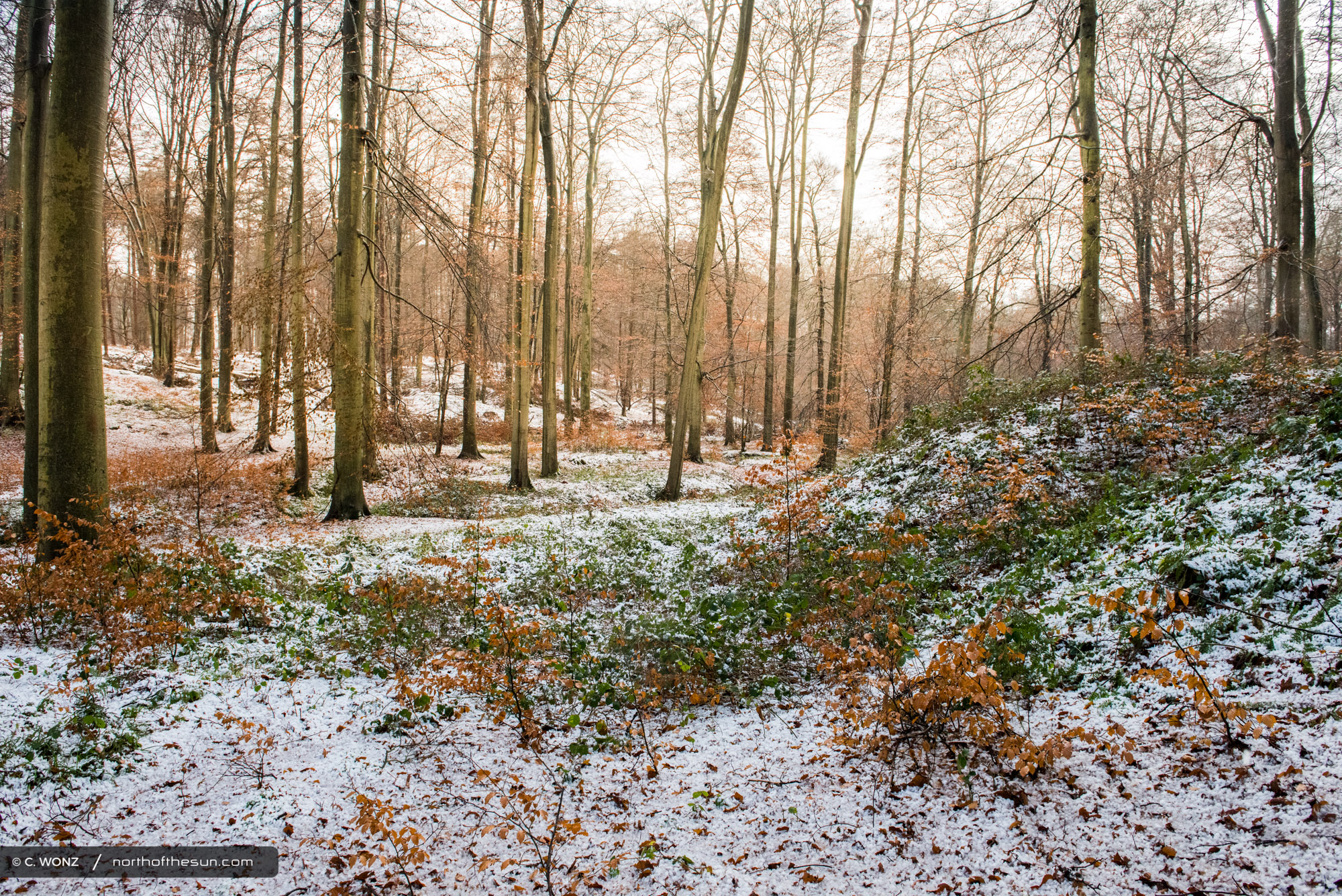 Winter, Brussels, Wood, Forest, Snow, November