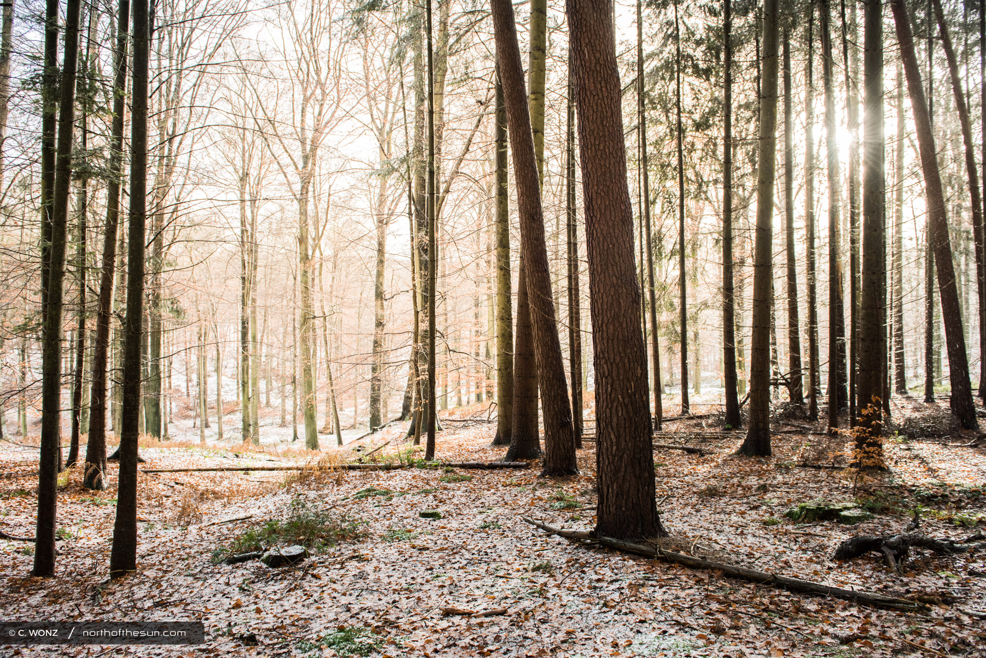 Winter, Brussels, Wood, Forest, Snow, November