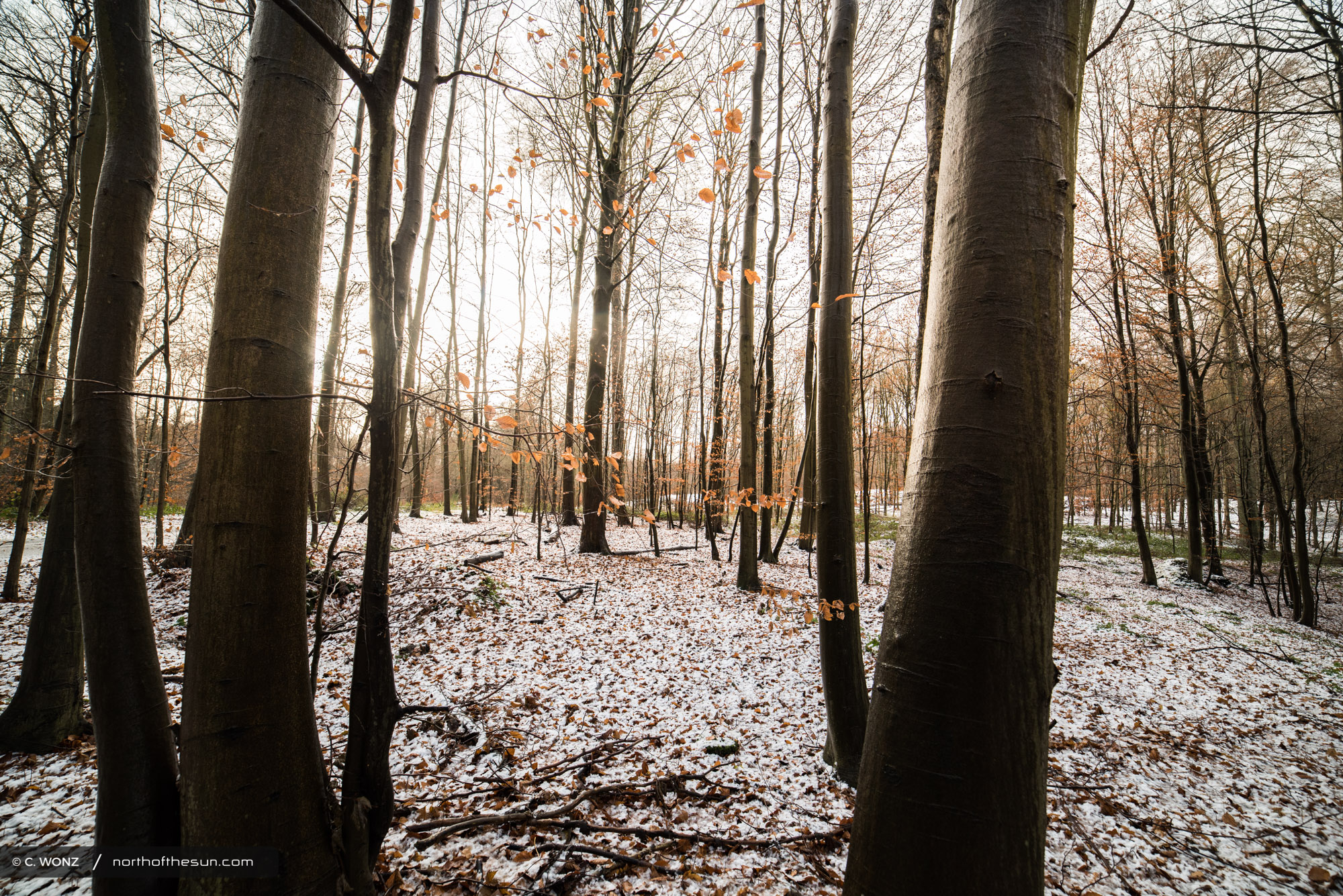 Winter, Brussels, Wood, Forest, Snow, November