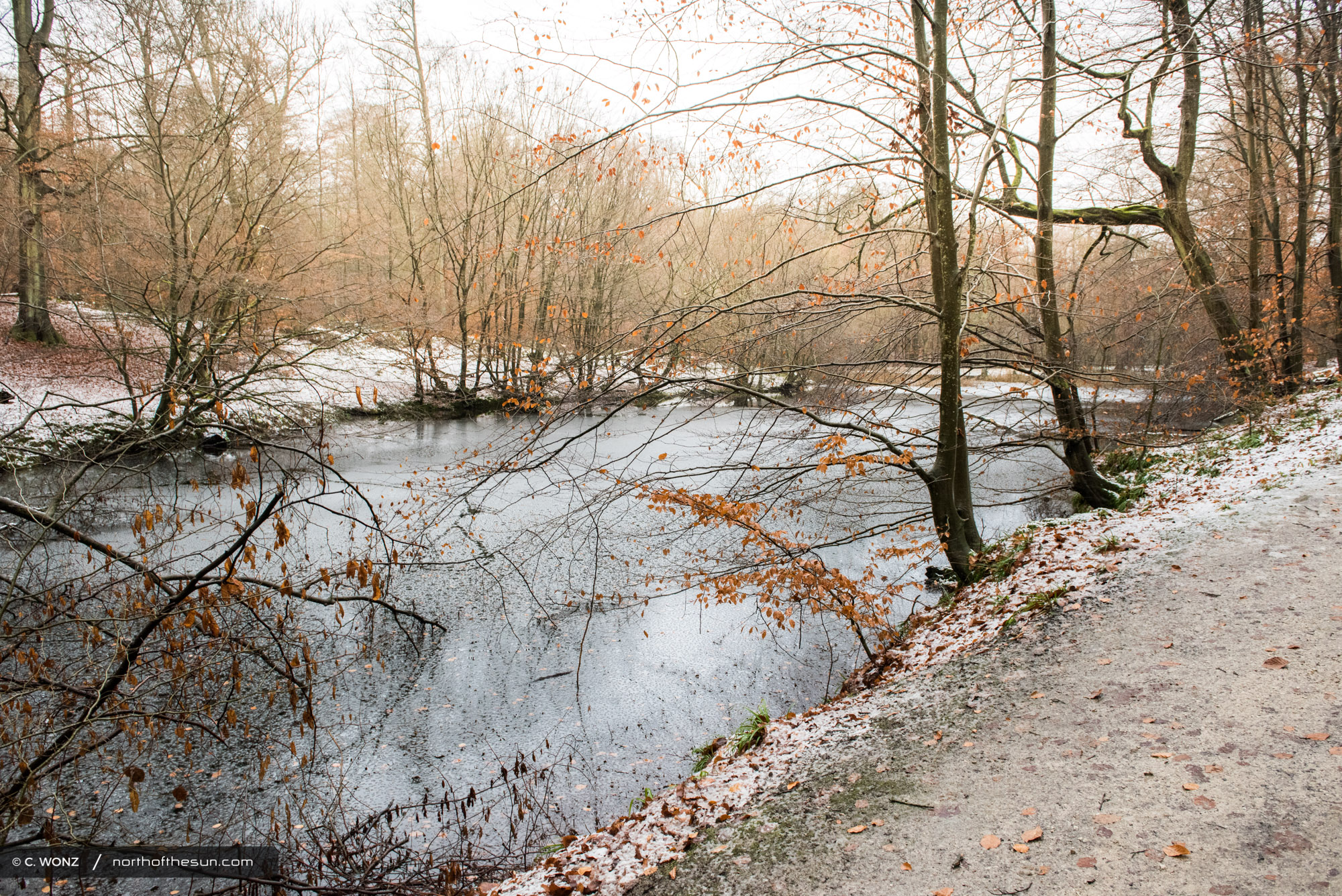 Winter, Brussels, Wood, Forest, Snow, November