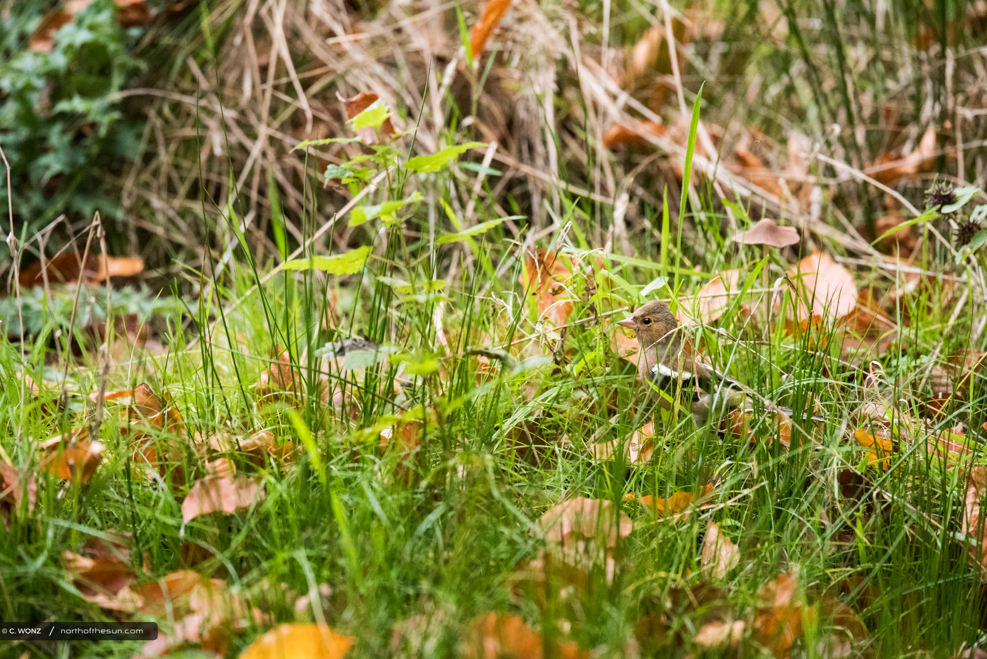 Autumn, Belgium, Orange leaves