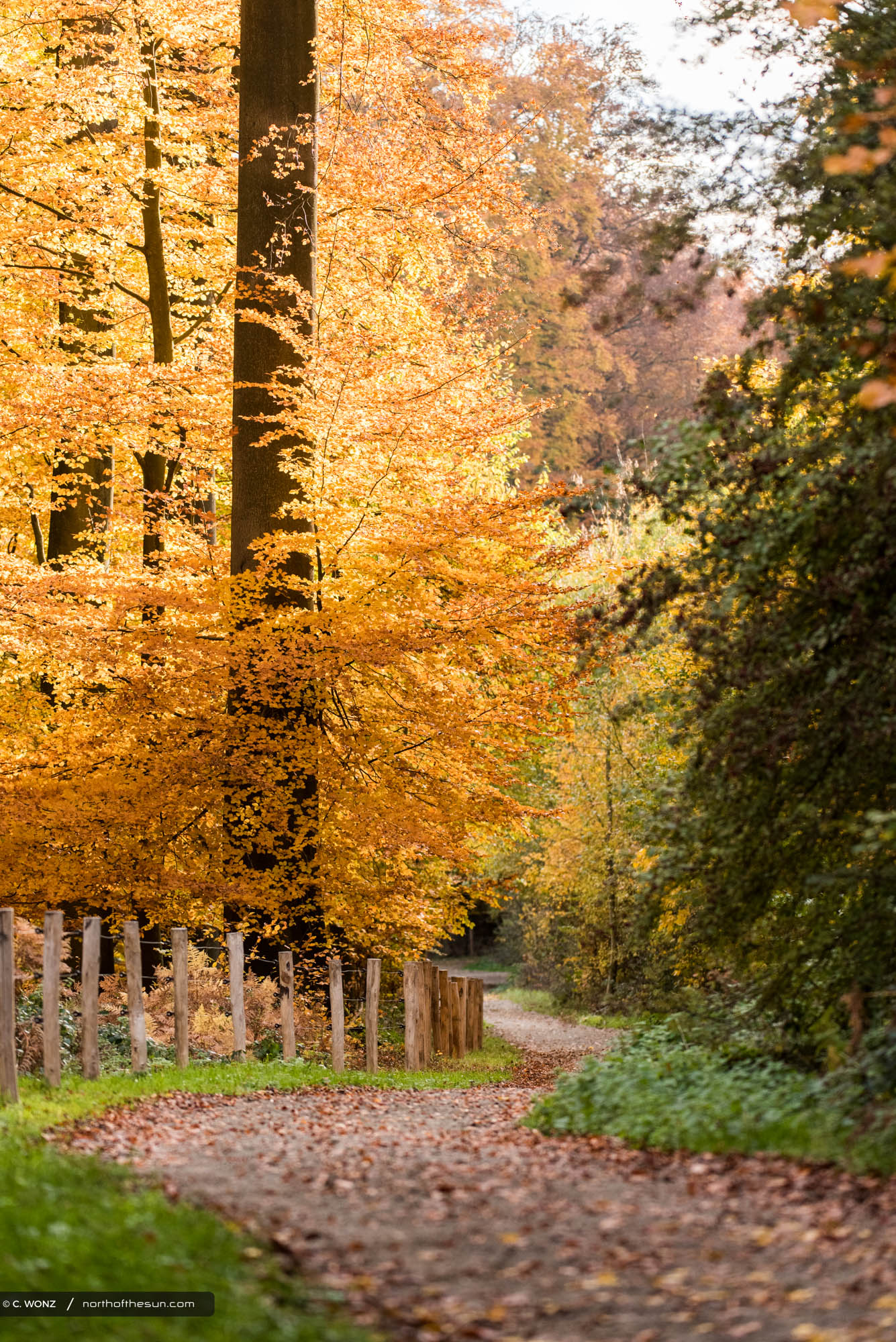 Autumn, Belgium, Orange leaves