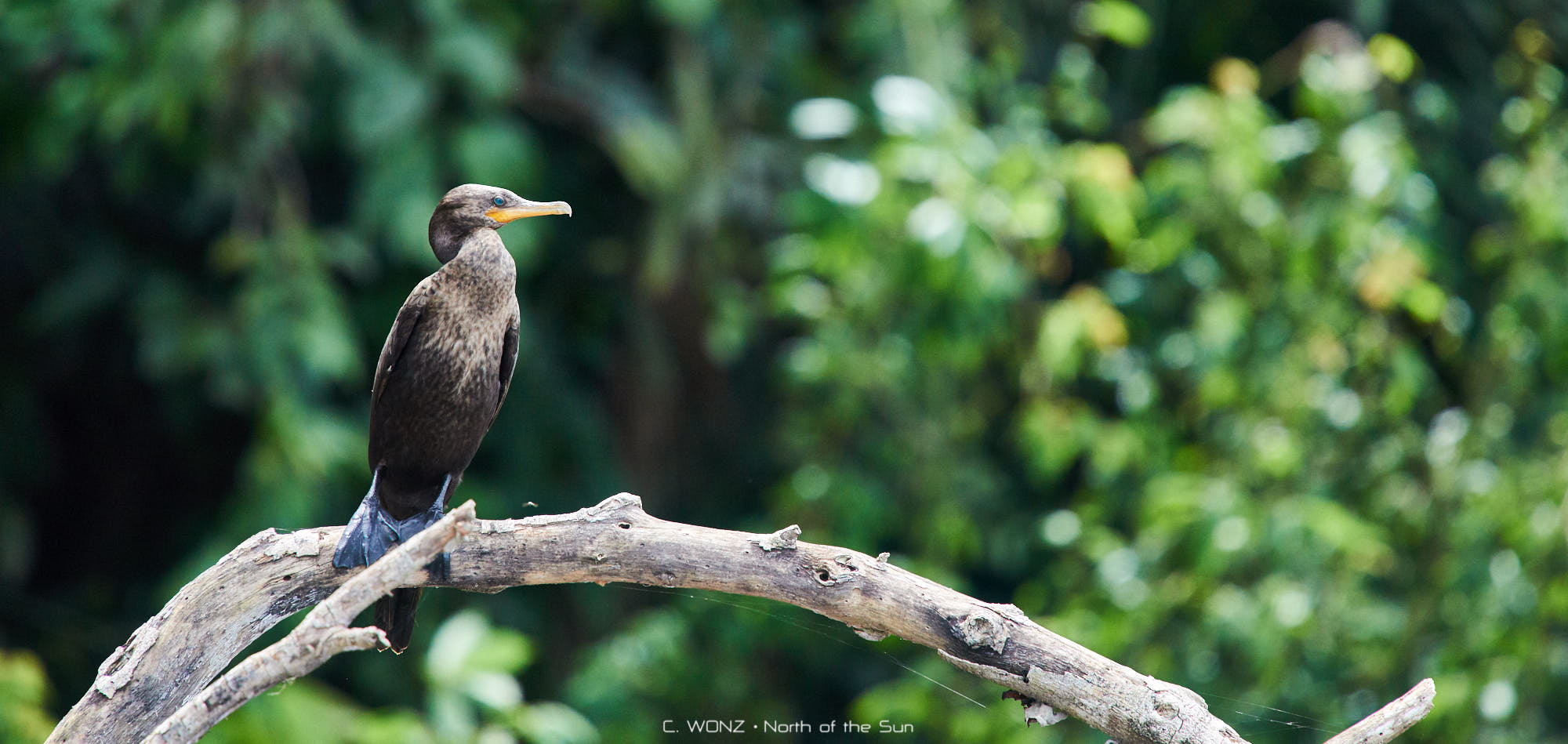 Peru, nature, wildlife