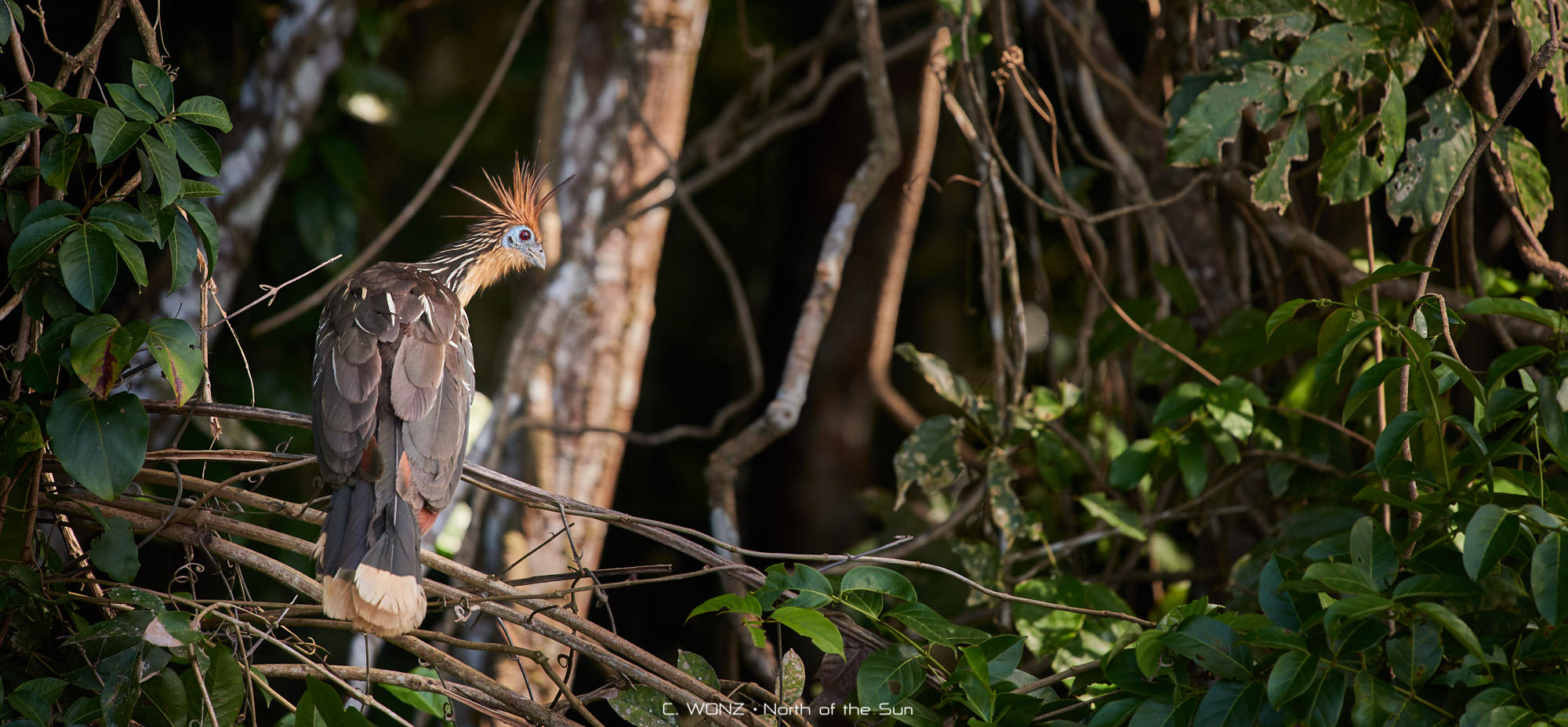 Peru, nature, wildlife