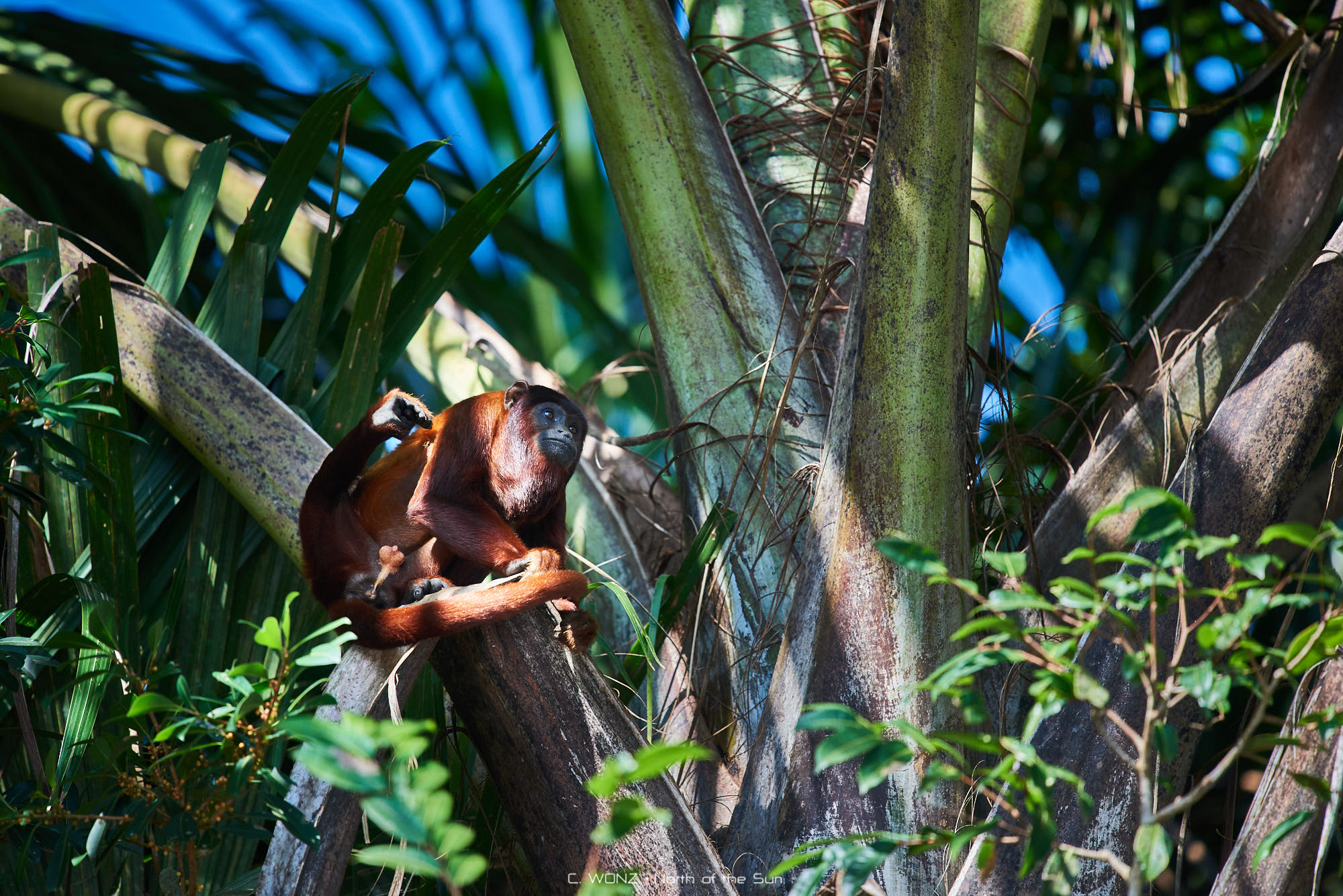 Peru, nature, wildlife