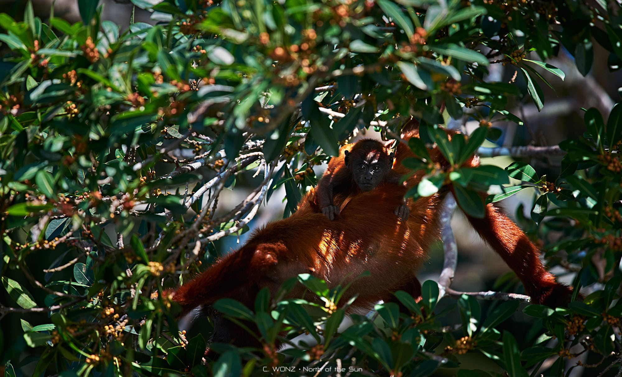 Peru, nature, wildlife