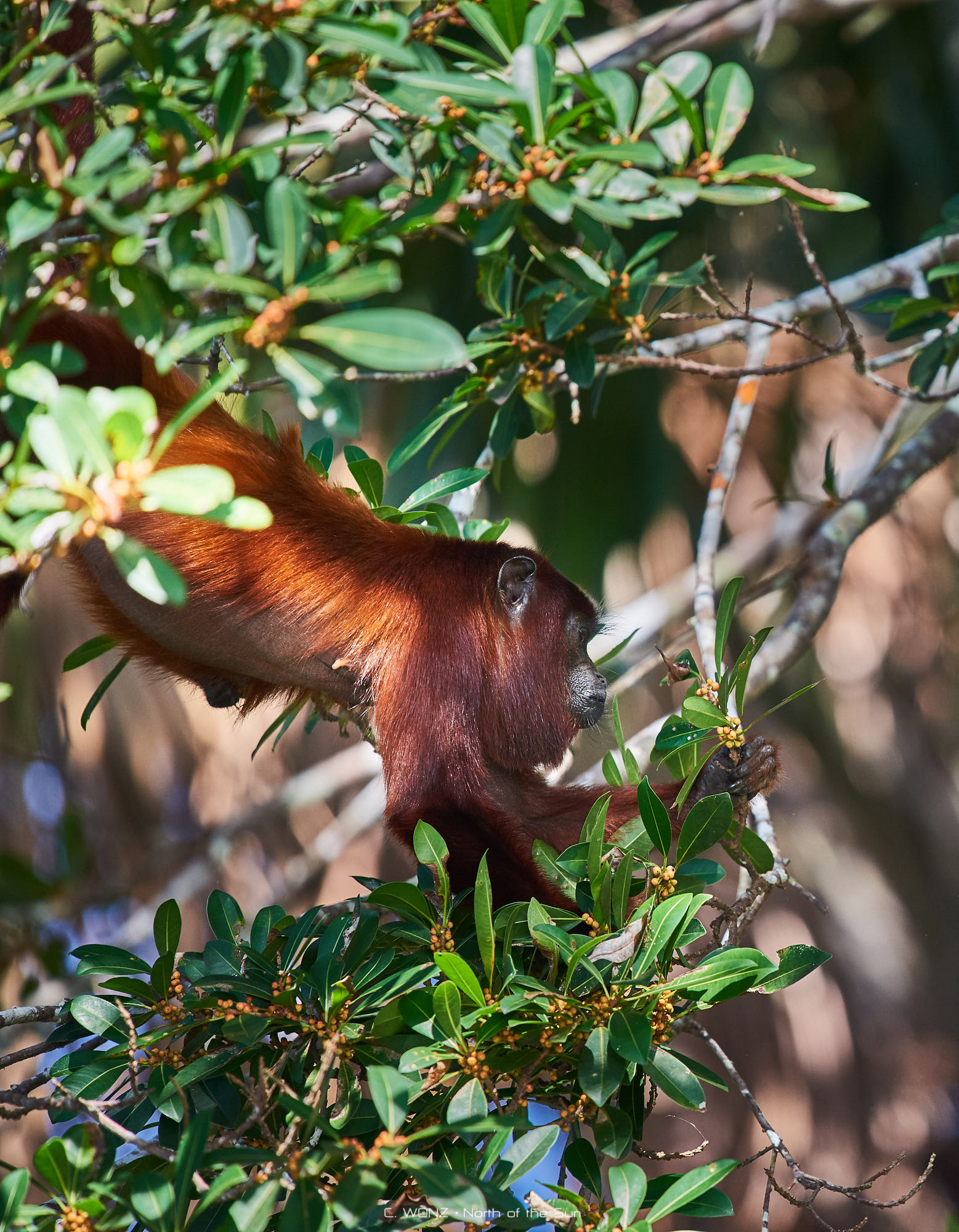 Peru, nature, wildlife