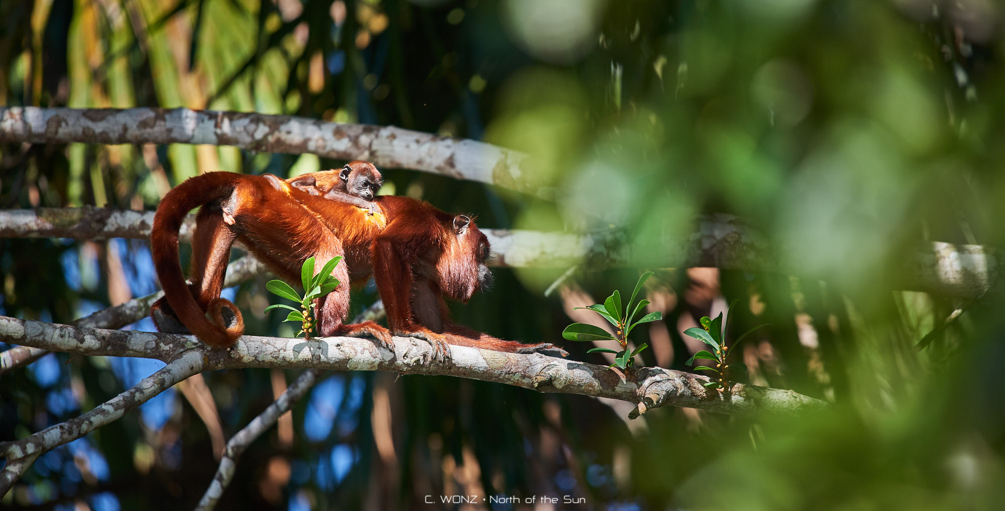 Peru, nature, wildlife