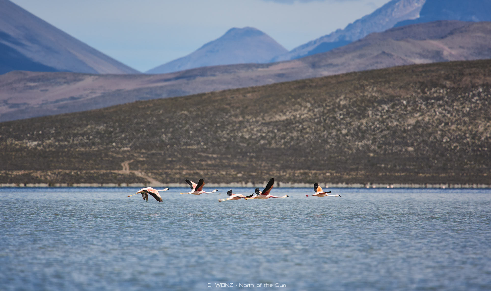 Peru, nature, wildlife