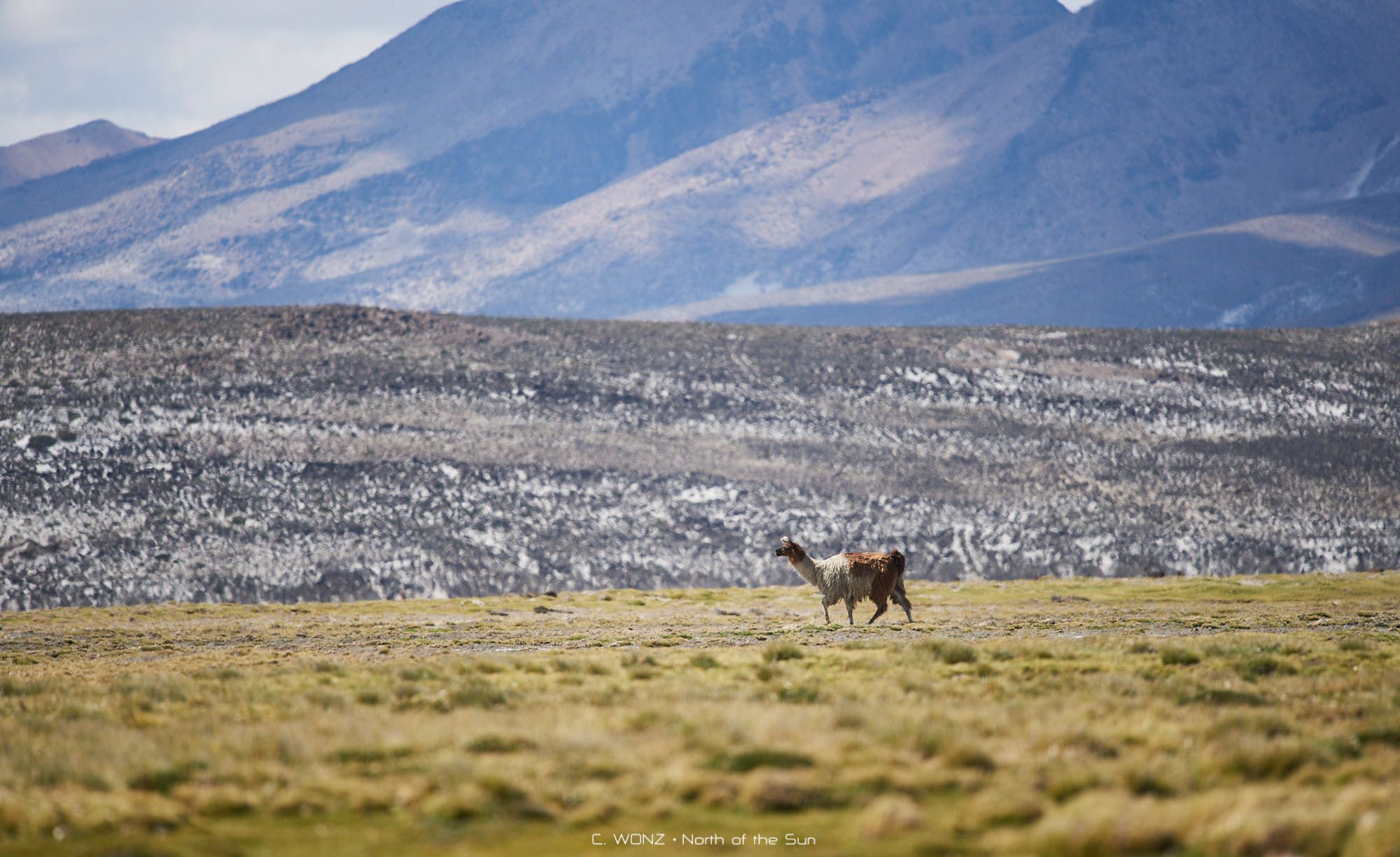 Peru, nature, wildlife