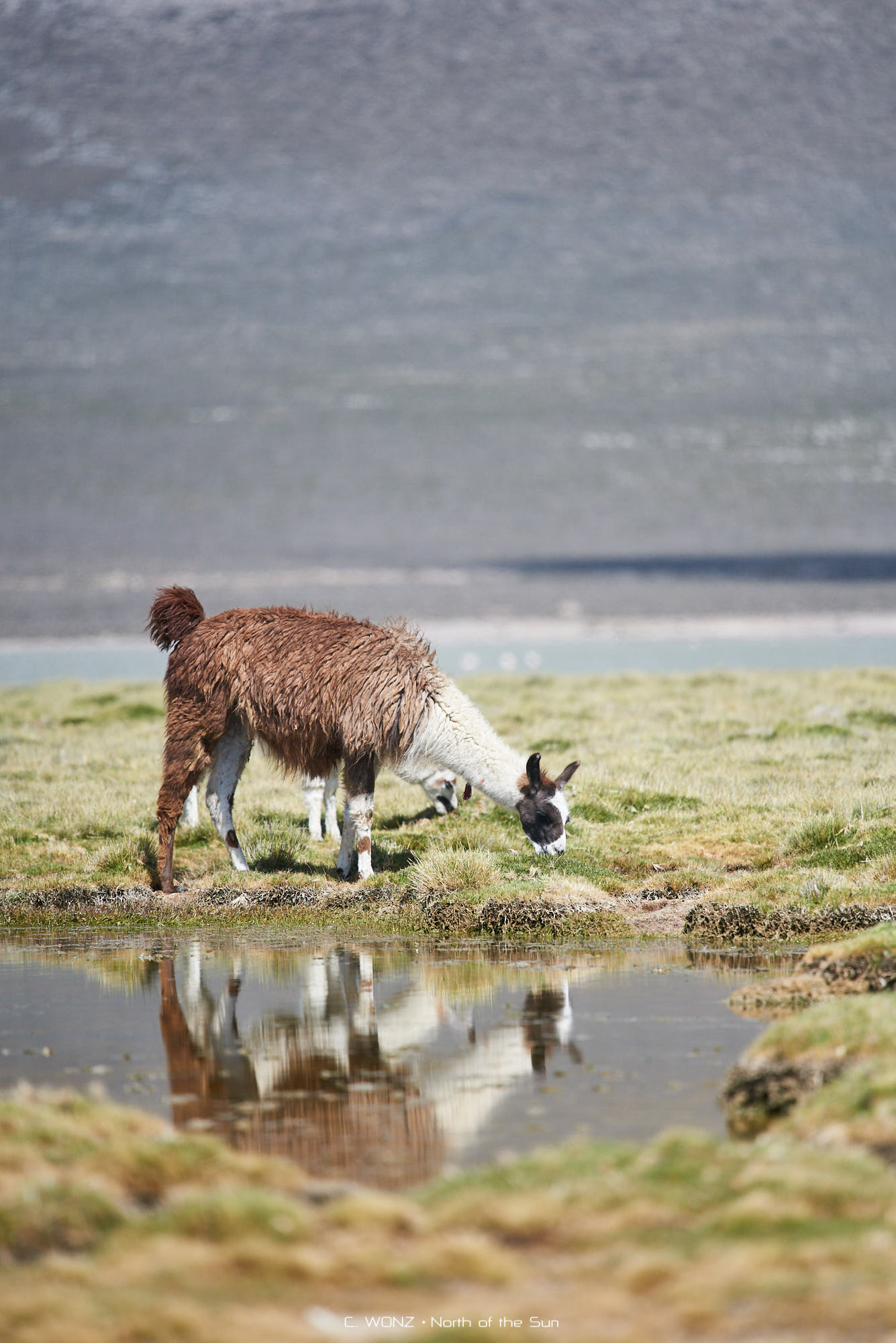 Peru, nature, wildlife