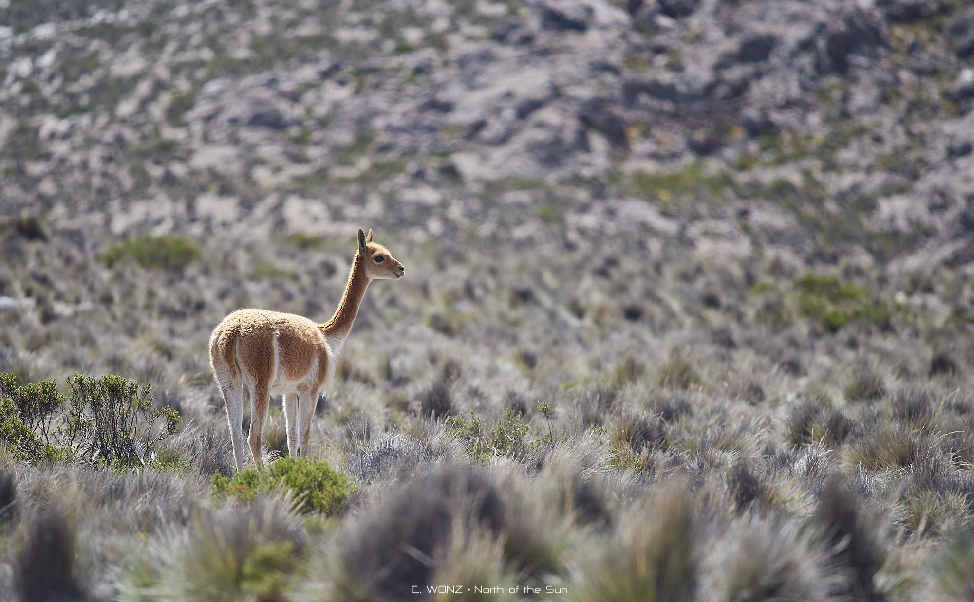 Peru, nature, wildlife