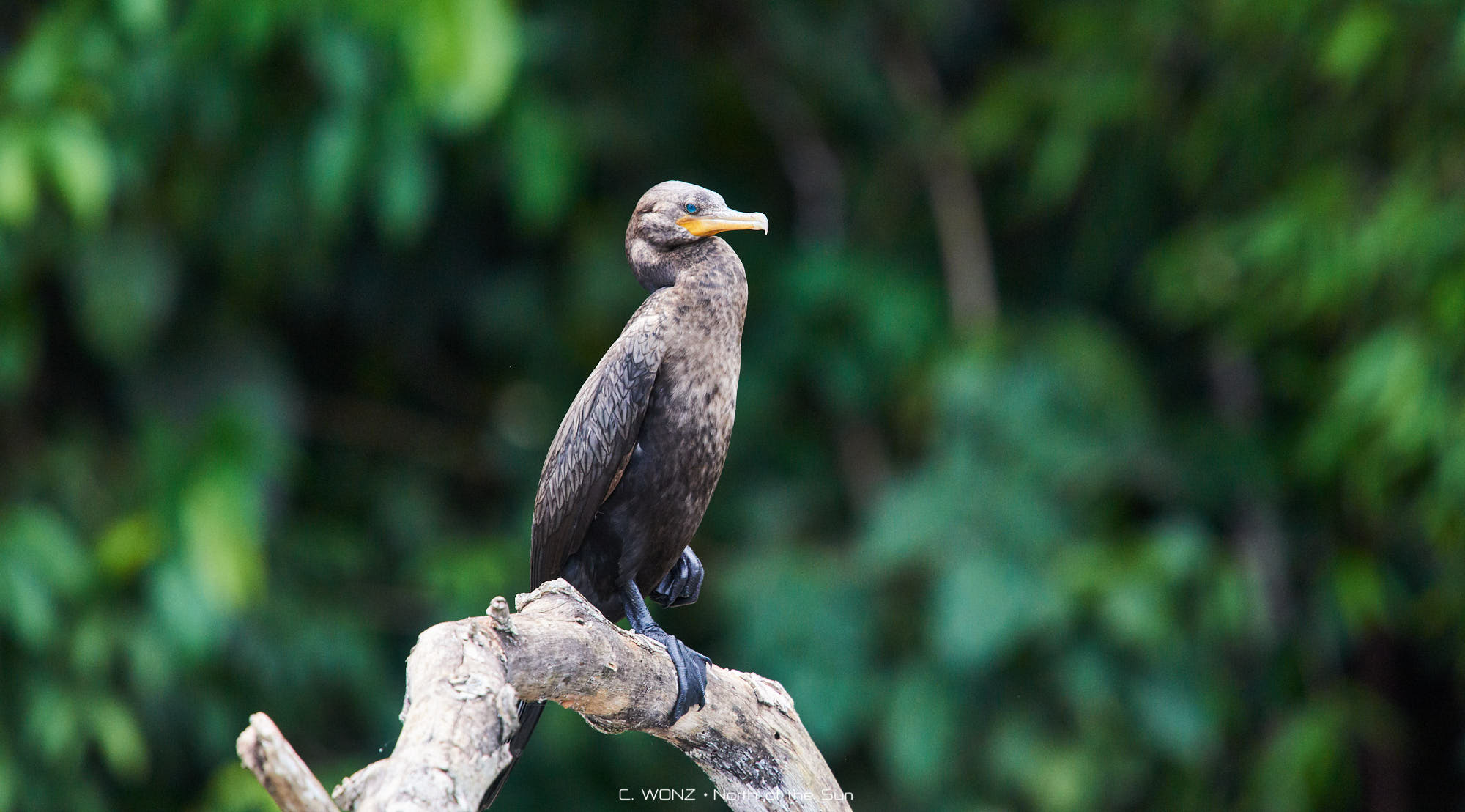 Peru, nature, wildlife